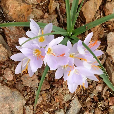 Dom wakacyjny Breathtaking Seaview In A Serene Scenery *